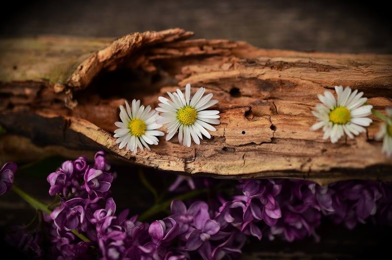 Rustic Elegance Image 3